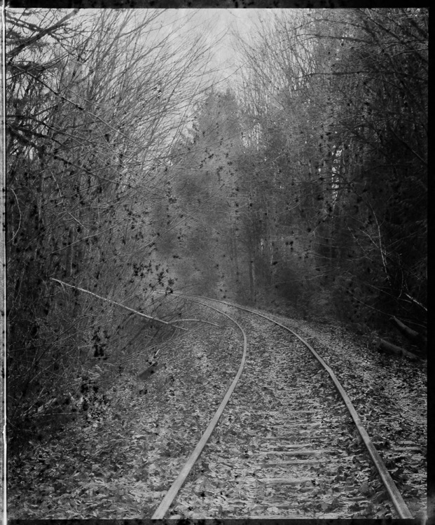 Into the Woods