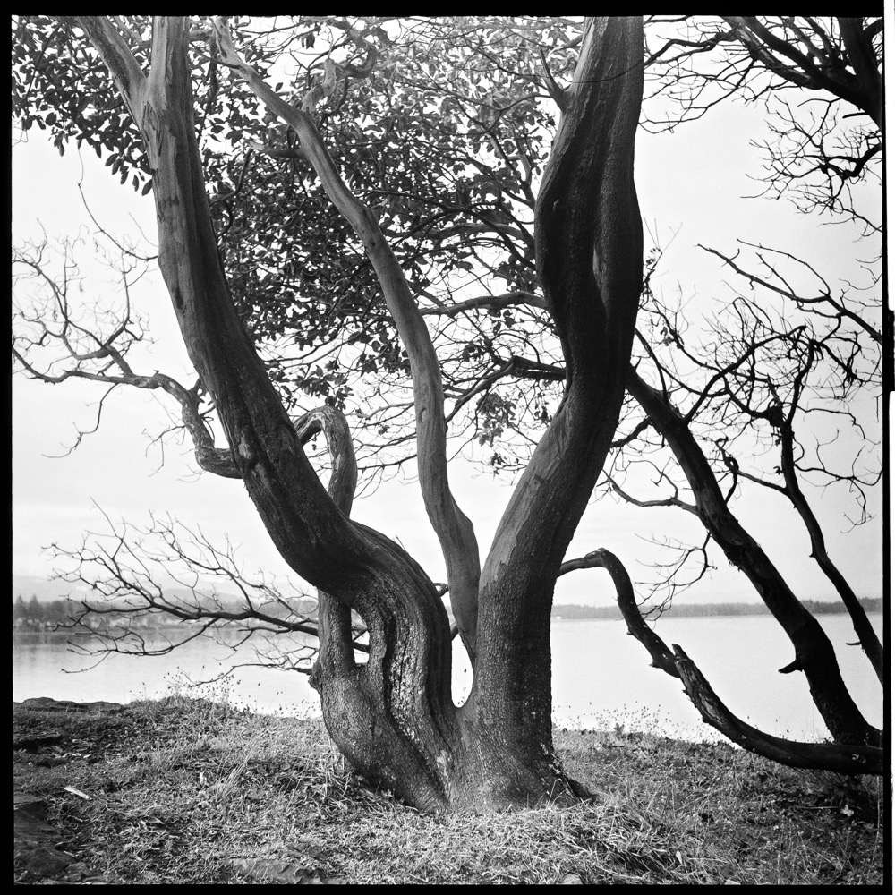 Entwined Arbutus, Nanoose Bay