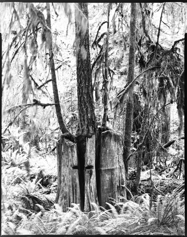 ARBOR-2-5.jpg