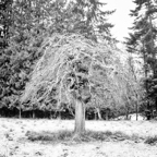 ARBOR-3.jpg