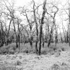 ARBOR-5-3.jpg