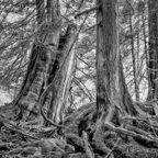 ARBOR-6.jpg