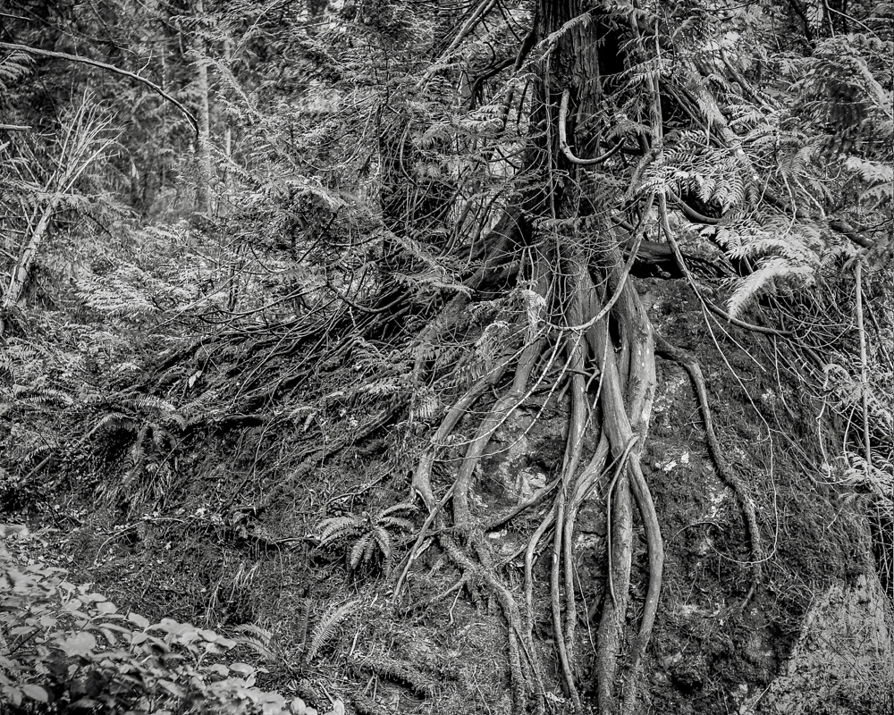 ARBOR-8.jpg