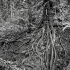 ARBOR-8.jpg