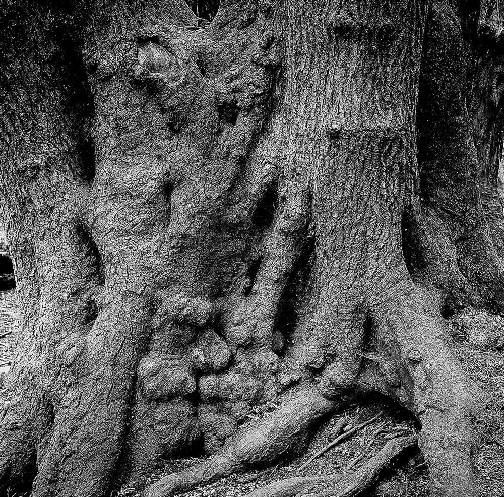ARBOR-10.jpg