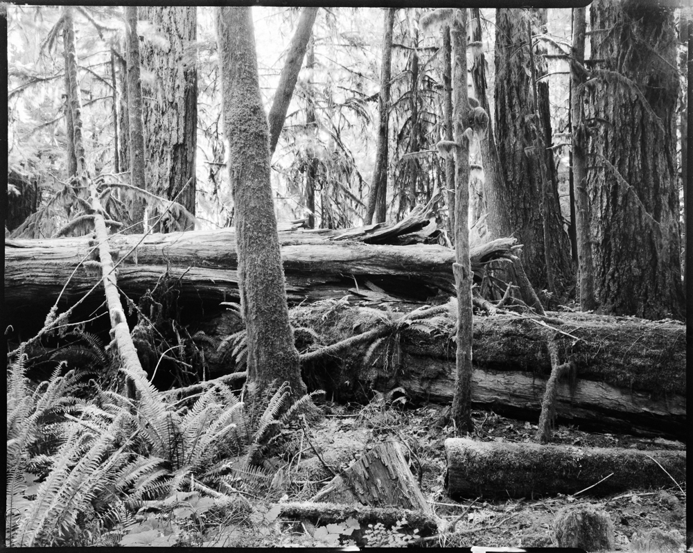 Fallen Giant, Cathedral Grove