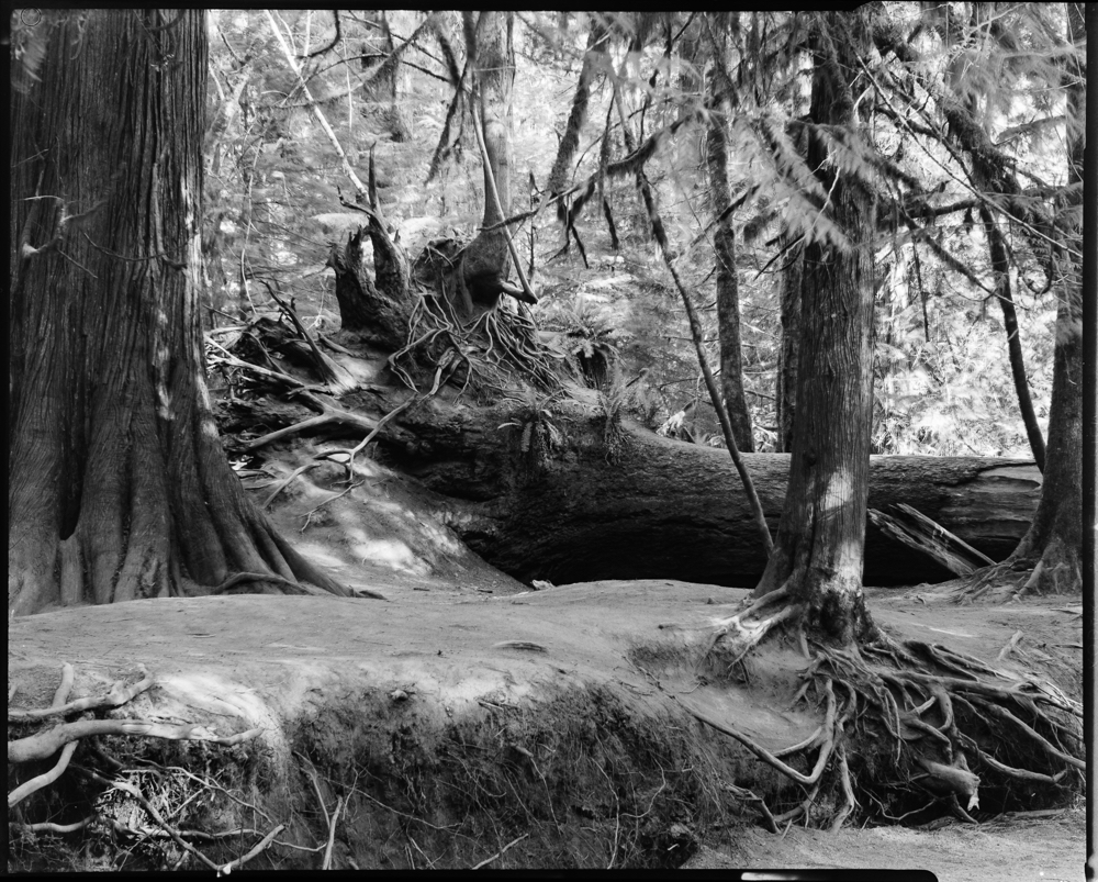 River's Edge, Cathedral Grove