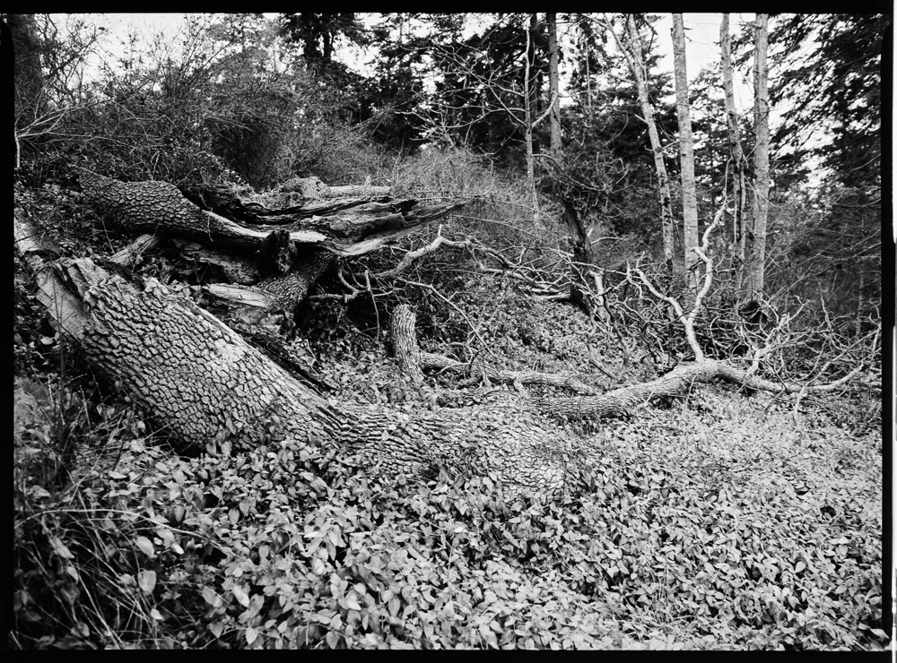 Fallen Oak, Neck Point Park