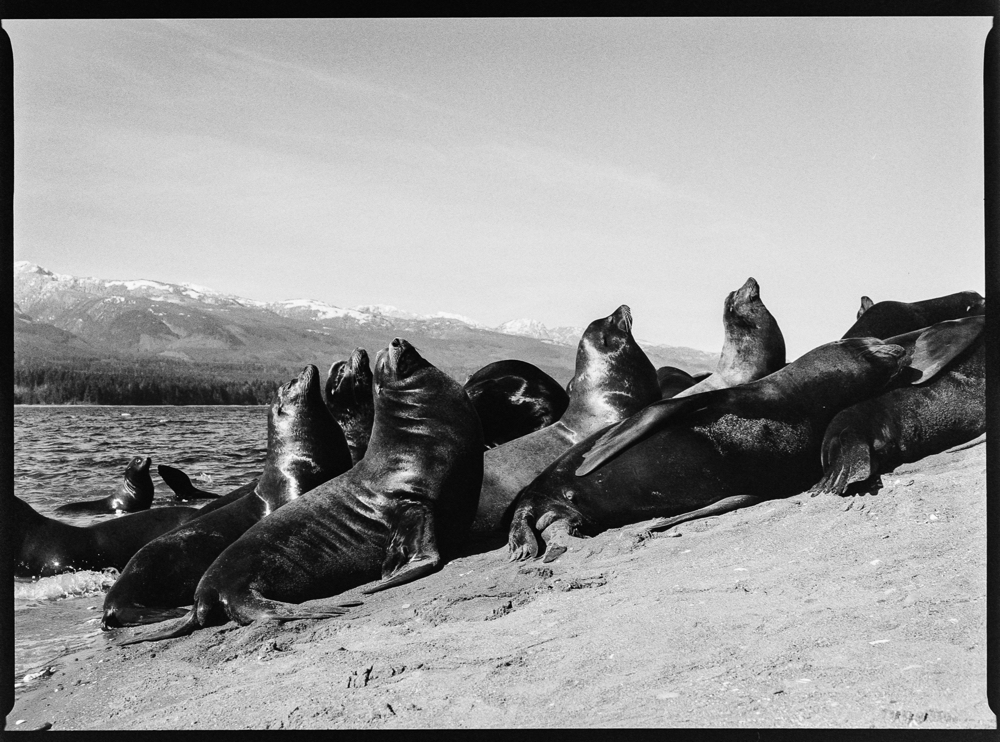 California Sea Lions, Deep Bay