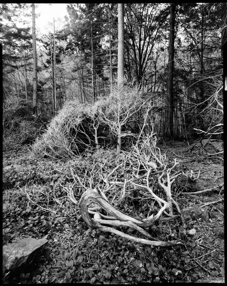 Collapsed Juniper, Neck Point Park