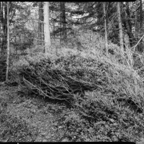 NATURES WAY-5-2.jpg