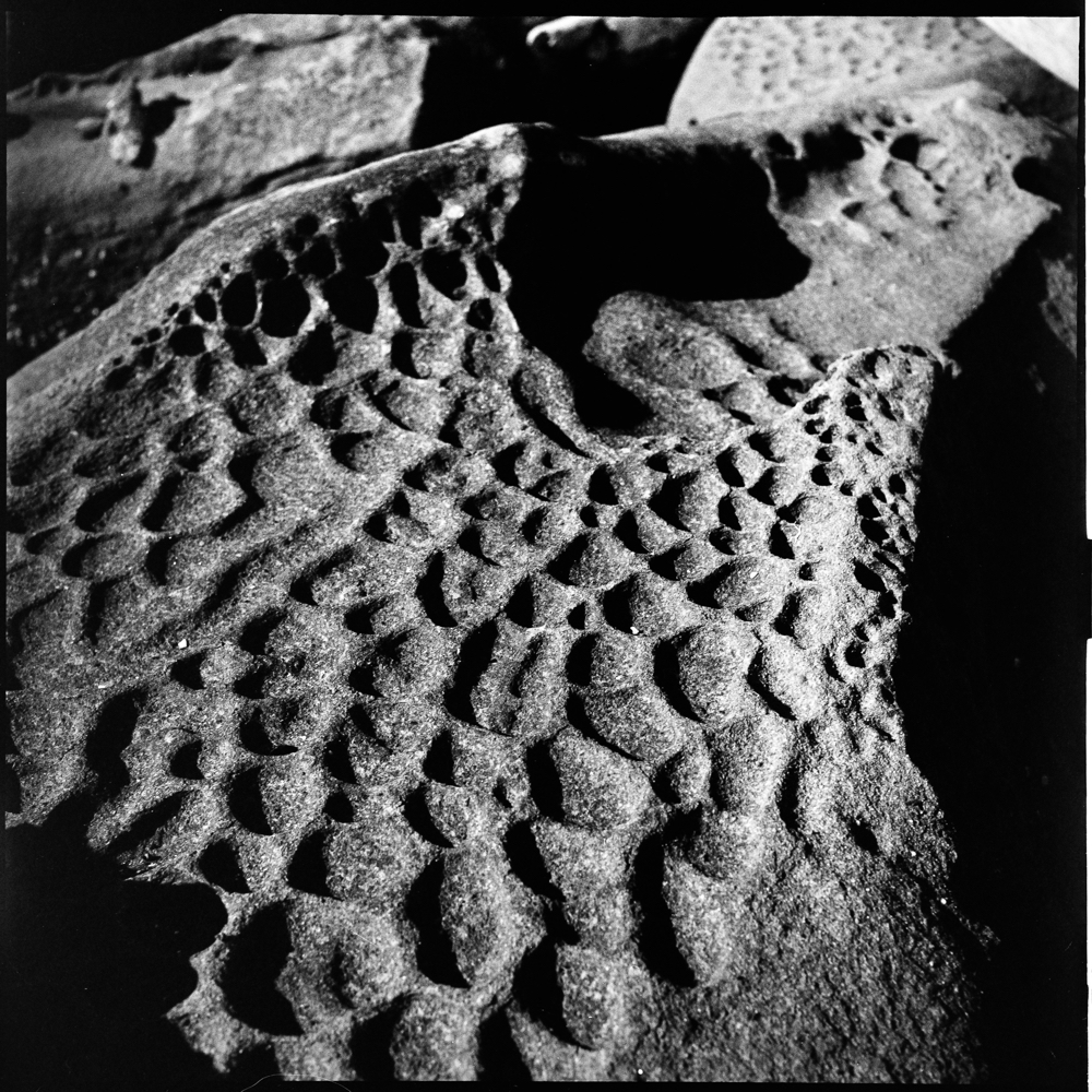 Dragon's Scales, Blue Heron Park