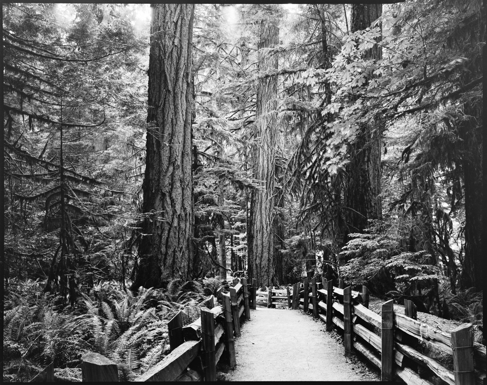 Guided Explorations, Cathedral Grove