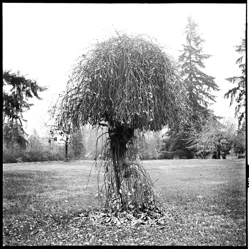 ARBOR thumb-1