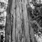 ARBOR-1-2.jpg
