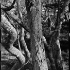 ARBOR-1-4.jpg