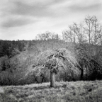 ARBOR-1.jpg