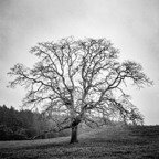 ARBOR-2.jpg