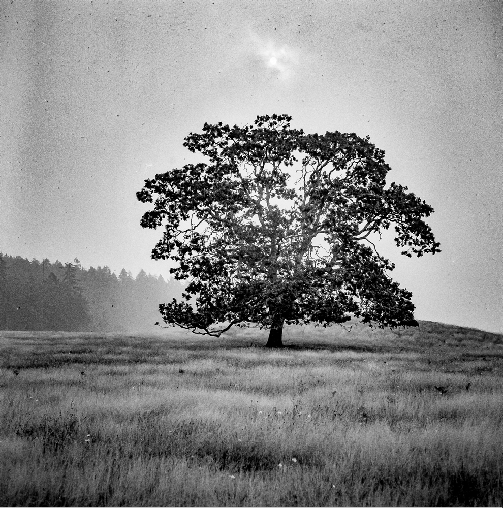 ARBOR-4.jpg