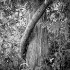 ARBOR-5-2.jpg