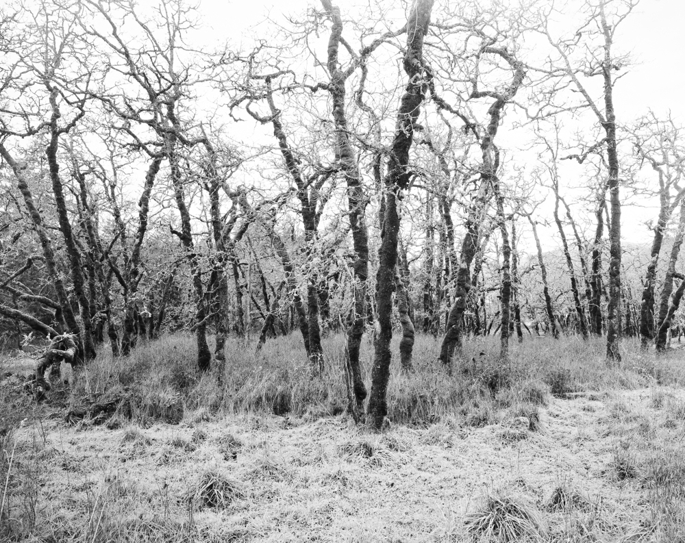 ARBOR-5-3.jpg