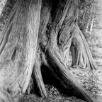 ARBOR-7-2.jpg