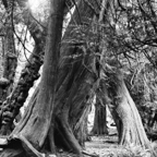 ARBOR-7.jpg