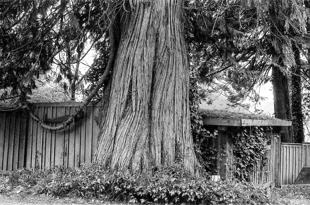 ARBOR-9.jpg
